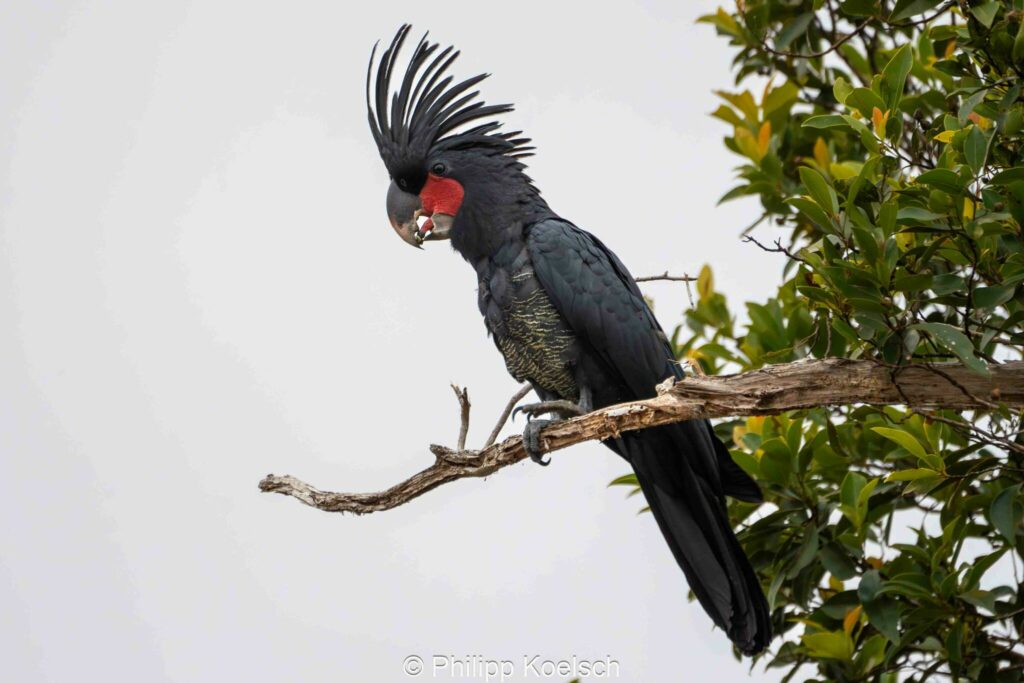 Arakakadu