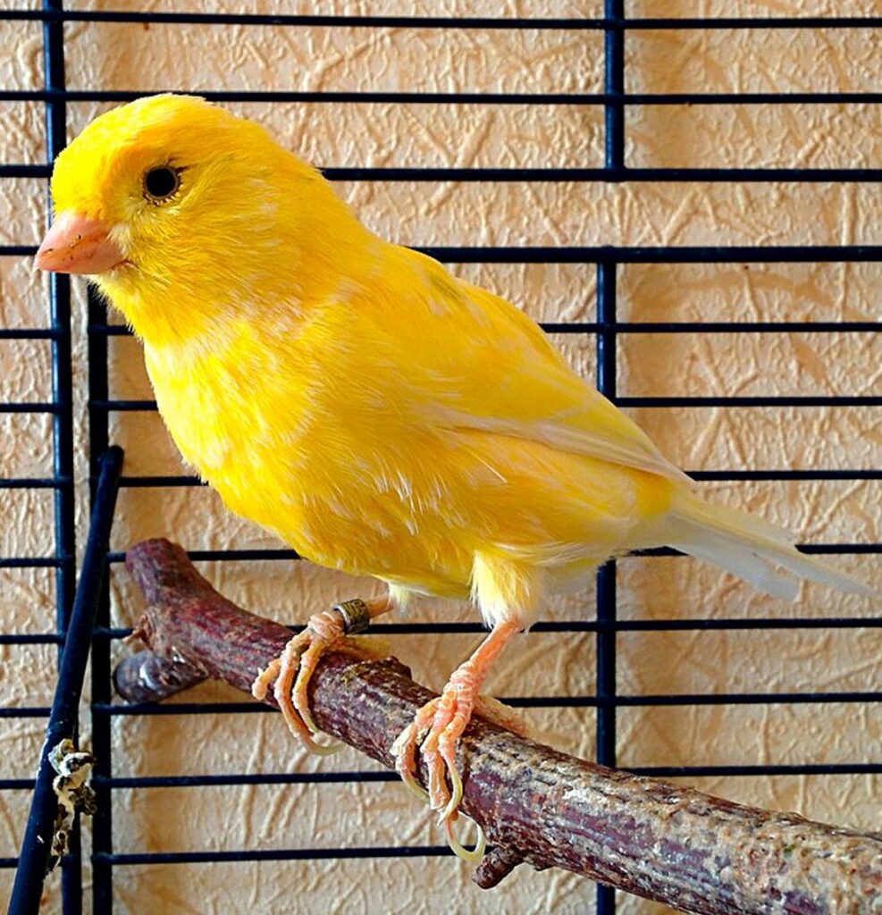 Kanarienvogel im Käfig
