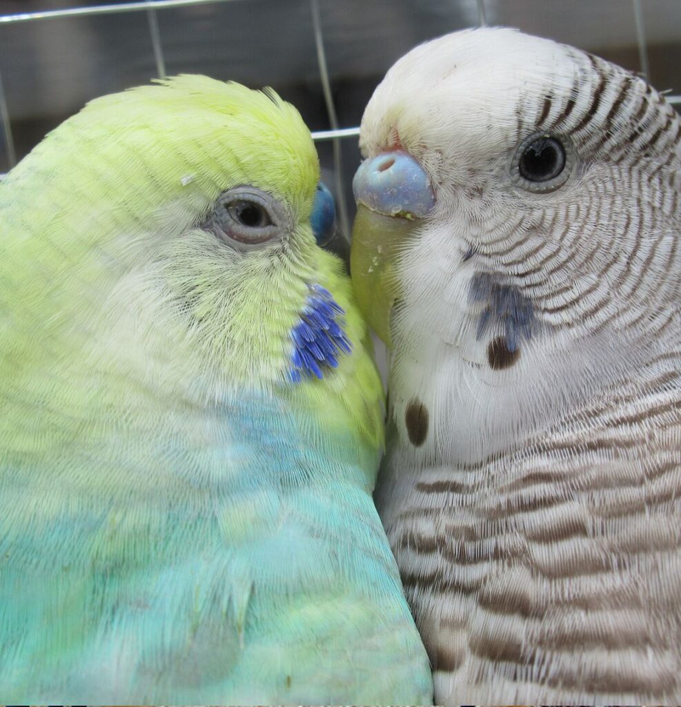 Zwei Wellensittiche