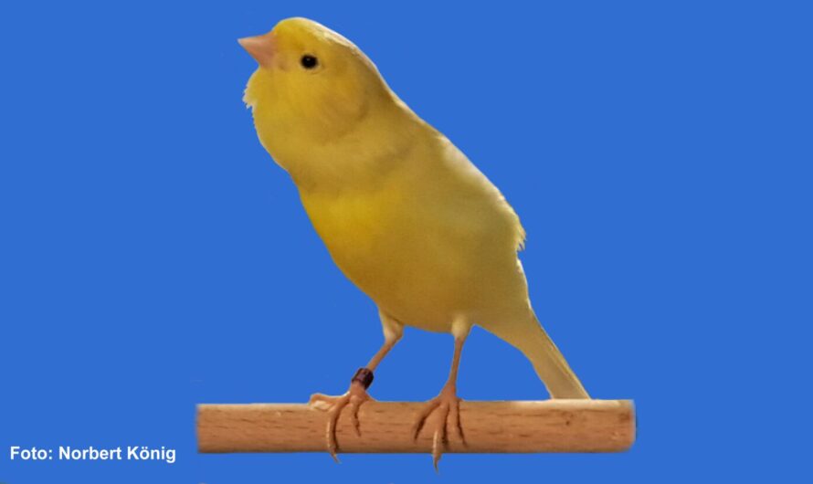 The Seifert Brothers – Sons of our town