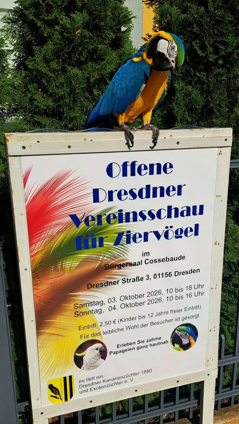 Gelbbrustbrustara Sweety macht Werbung für unsere Vogelschau